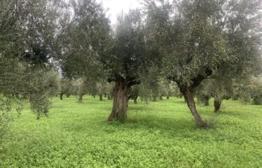 Αγροτεμάχιο