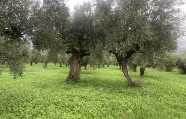 Αγροτεμάχιο