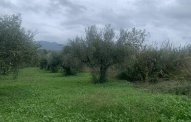 Αγροτεμάχιο