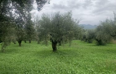 Αγροτεμάχιο