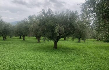 Αγροτεμάχιο