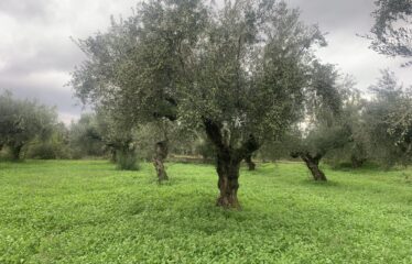 Αγροτεμάχιο