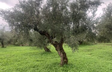 Αγροτεμάχιο