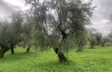 Αγροτεμάχιο
