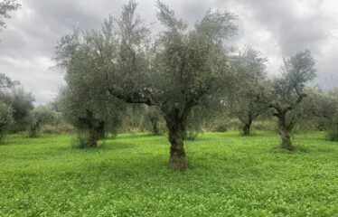 Αγροτεμάχιο