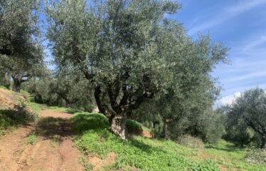 Αγροτεμάχιο Βελίκα