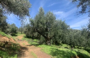 Αγροτεμάχιο Βελίκα