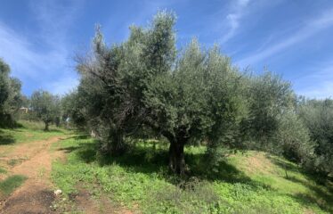 Αγροτεμάχιο Βελίκα