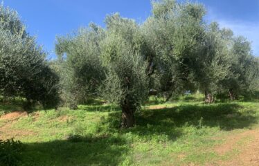 Αγροτεμάχιο Βελίκα