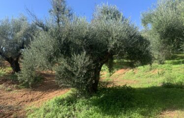 Αγροτεμάχιο Βελίκα