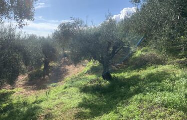 Αγροτεμάχιο Βελίκα