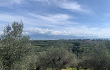 Αγροτεμάχιο Βελίκα