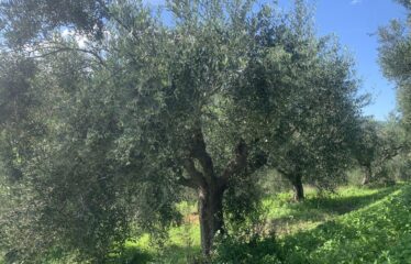 Αγροτεμάχιο Βελίκα