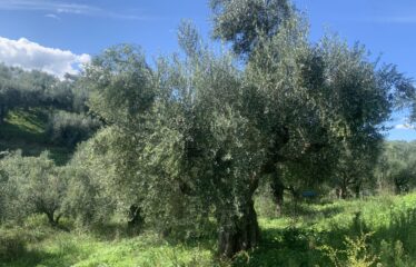 Αγροτεμάχιο Βελίκα