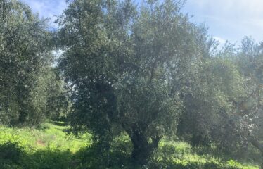 Αγροτεμάχιο Βελίκα