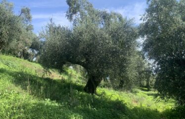 Αγροτεμάχιο Βελίκα