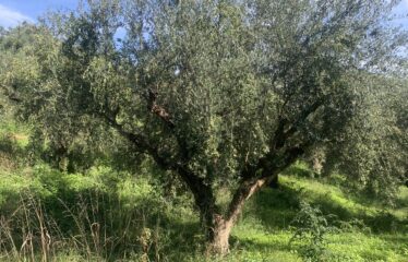 Αγροτεμάχιο Βελίκα