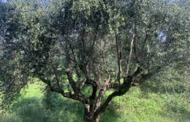 Αγροτεμάχιο Βελίκα