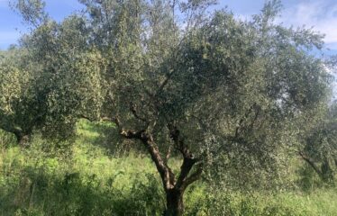 Αγροτεμάχιο Βελίκα