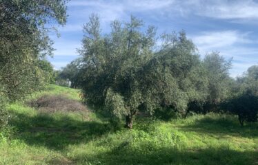 Αγροτεμάχιο Βελίκα