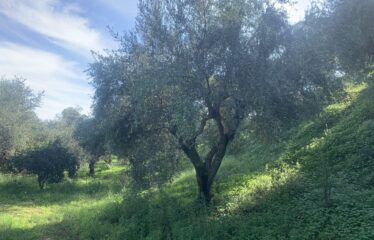 Αγροτεμάχιο Βελίκα