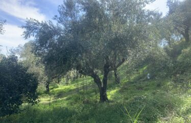 Αγροτεμάχιο Βελίκα