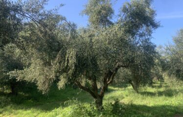 Αγροτεμάχιο Βελίκα