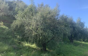 Αγροτεμάχιο Βελίκα