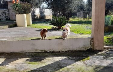 Μονοκατοικία Μαδενα