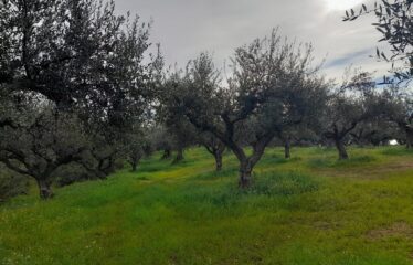 Οικόπεδο Δρακονέρι
