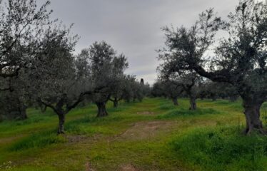 Οικόπεδο Δρακονέρι