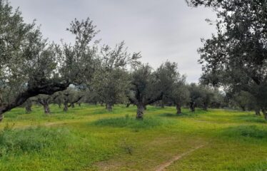 Οικόπεδο Δρακονέρι