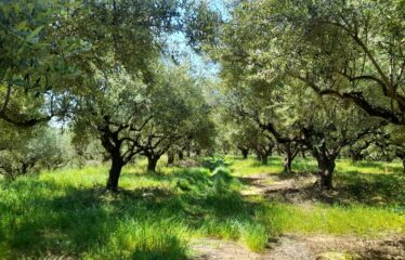 Αγροτεμάχιο Νεοχώρι Μεσσήνης