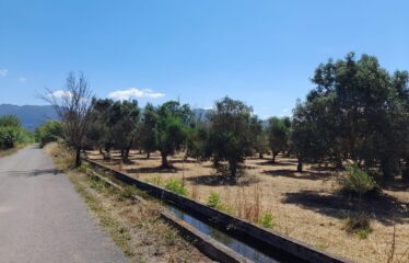 Αγροτεμάχιο Αρις