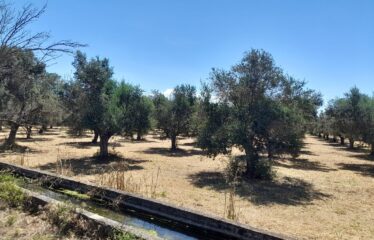 Αγροτεμάχιο Αρις