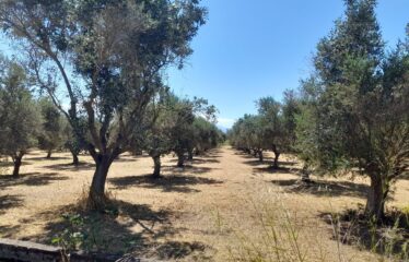 Αγροτεμάχιο Αρις
