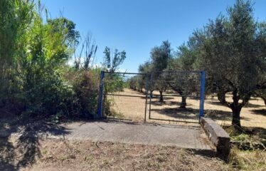 Αγροτεμάχιο Αρις