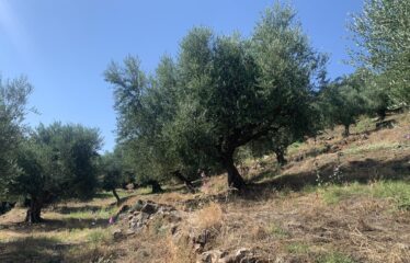 Αγροτεμάχιο ελαιοπεριβολο