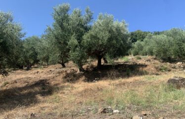 Αγροτεμάχιο ελαιοπεριβολο