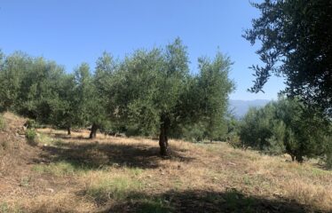 Αγροτεμάχιο ελαιοπεριβολο