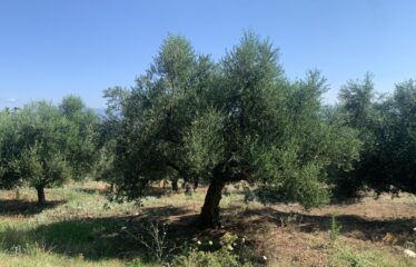 Αγροτεμάχιο ελαιοπεριβολο