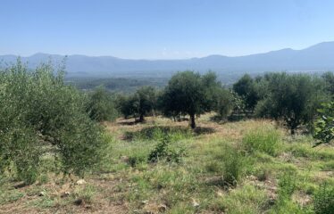 Αγροτεμάχιο ελαιοπεριβολο