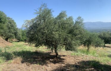 Αγροτεμάχιο ελαιοπεριβολο