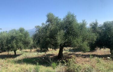 Αγροτεμάχιο ελαιοπεριβολο