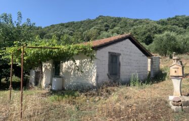 Αγροτεμάχιο ελαιοπεριβολο