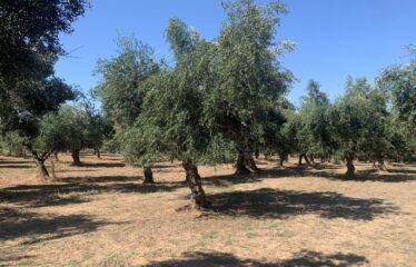 Ελαιοπεριβολο