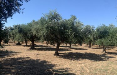 Ελαιοπεριβολο
