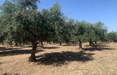 Ελαιοπεριβολο