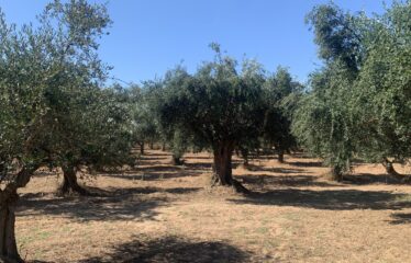 Ελαιοπεριβολο