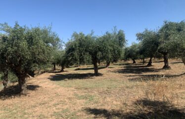 Ελαιοπεριβολο